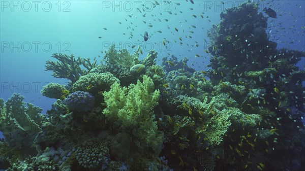 Beautiful tropical coral reef in coral garden in blue deep sea colorful fish swims around reefs
