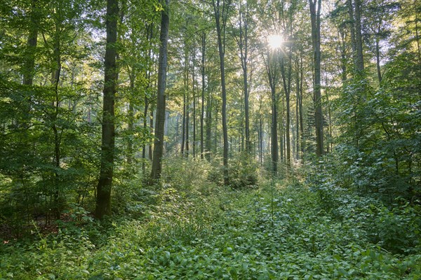 Deciduous forest