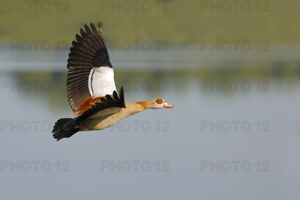 Egyptian Goose