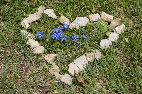 Heart of stones framing spring gentian