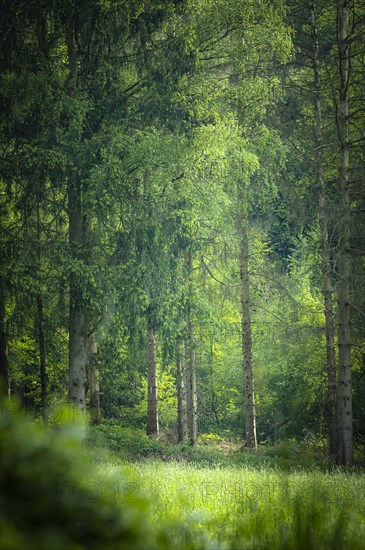 Mixed forest