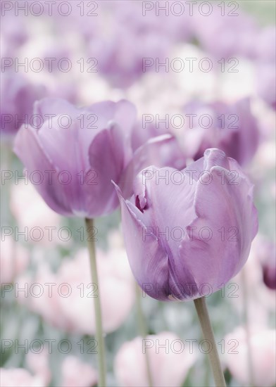 Opium poppy