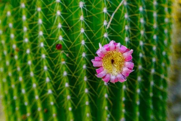 Close-up of a Neobuxbaumia Polylopha cactus with colorful flowers