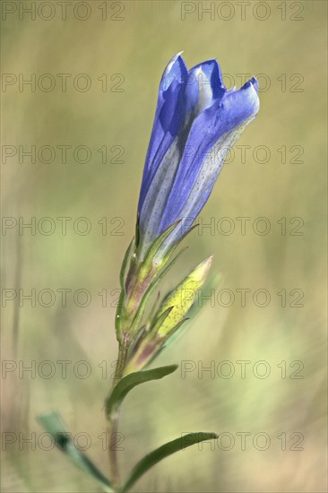 Marsh gentian