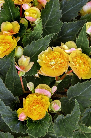 Begonias