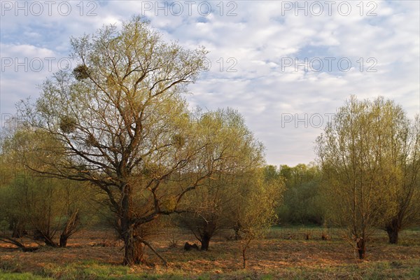 Evening mood in the floodplain forest