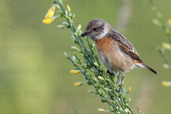 European stonechat