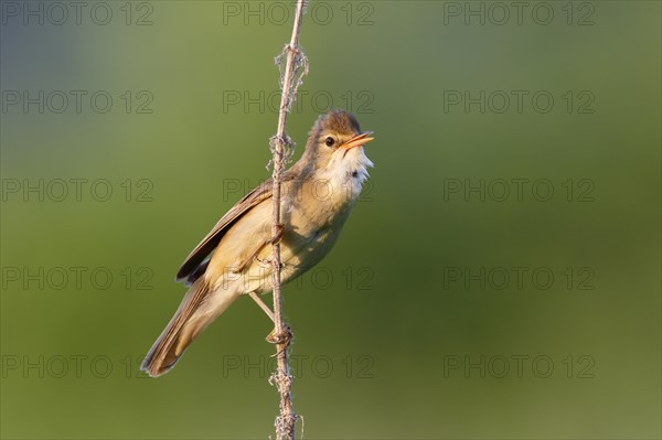 Marsh Warbler