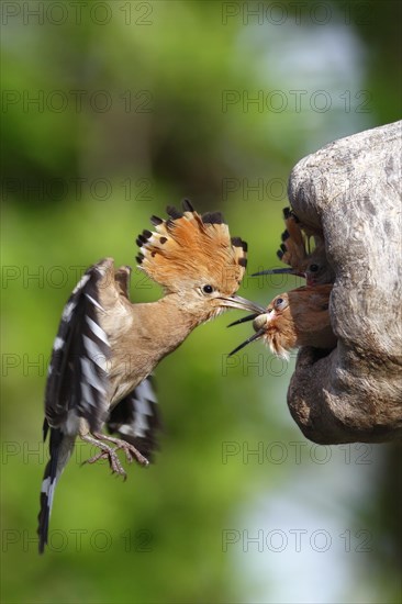 Hoopoe