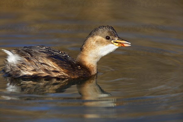 Little Grebe