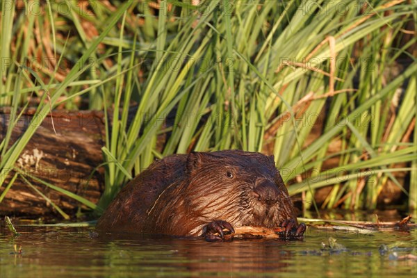 Beaver