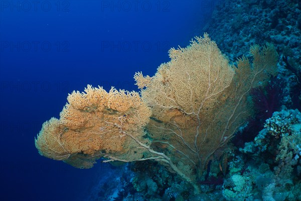 Giant sea fan