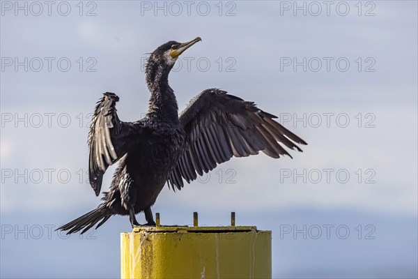 Cormorant