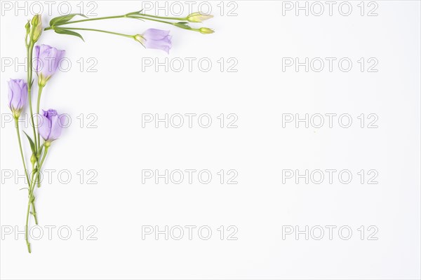 Lilac flowers bordering corner