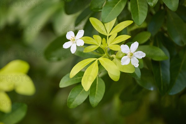 Mexican orange blossom