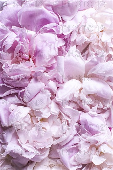 Top view peony petals flowers