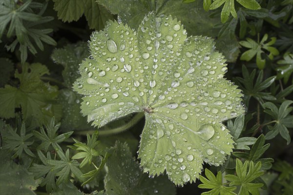 Lady's mantle