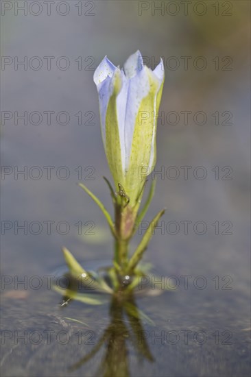 Marsh gentian