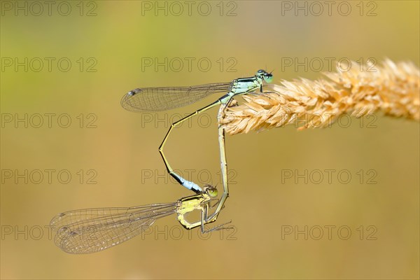 Blue-tailed damselflies