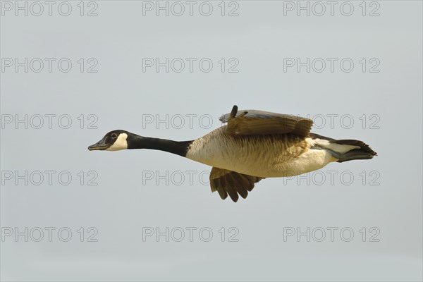 Canada Goose