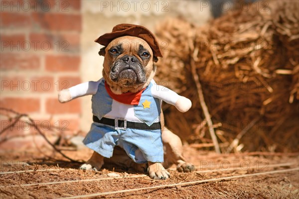 French Bulldog dog wearing Halloween cowboy full body costume with fake arms and pants in front of hay bale