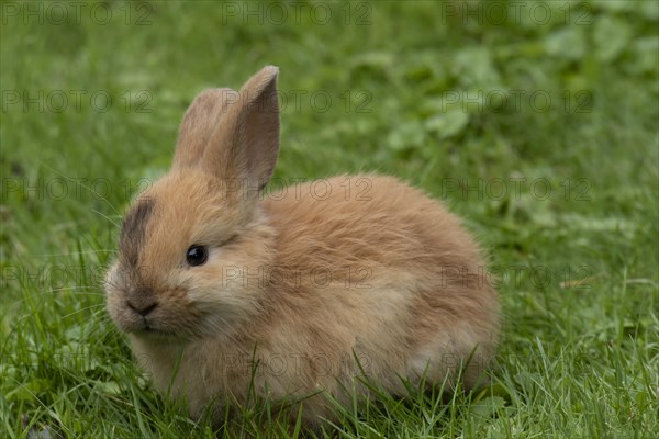 Dwarf rabbit