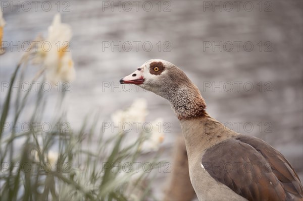 Egyptian goose