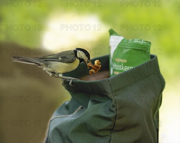 Great tit