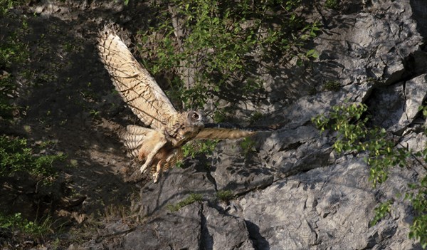 Eurasian eagle-owl