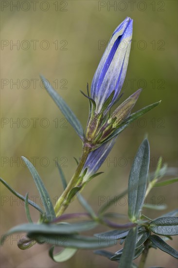 Marsh gentian