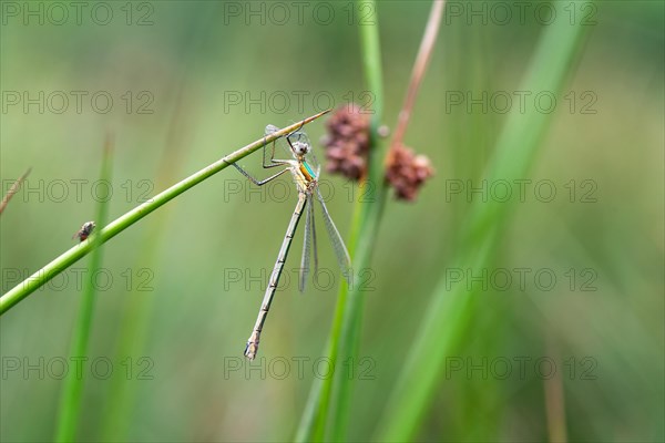 Emerald damselfly