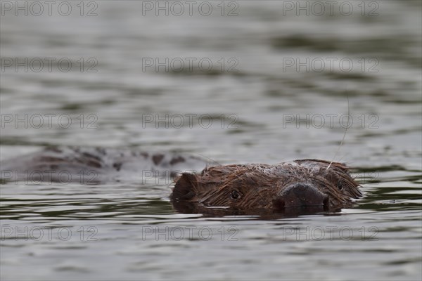 Beaver