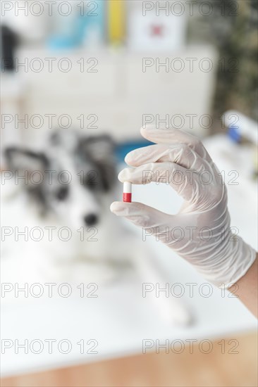 Female veterinarian s hand holding capsule front blur dog clinic