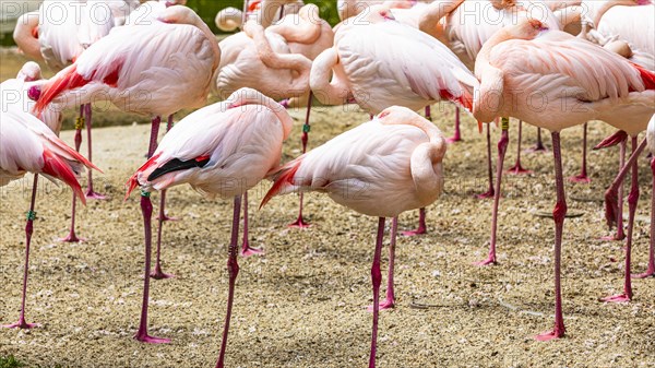 Pink flamingo