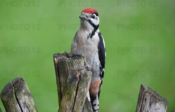 Great Spotted Woodpecker