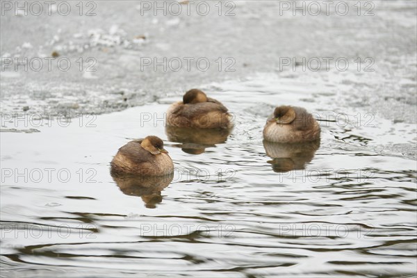 Little Grebe