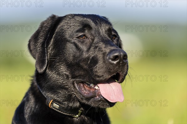 Portrait of a Labrador dog