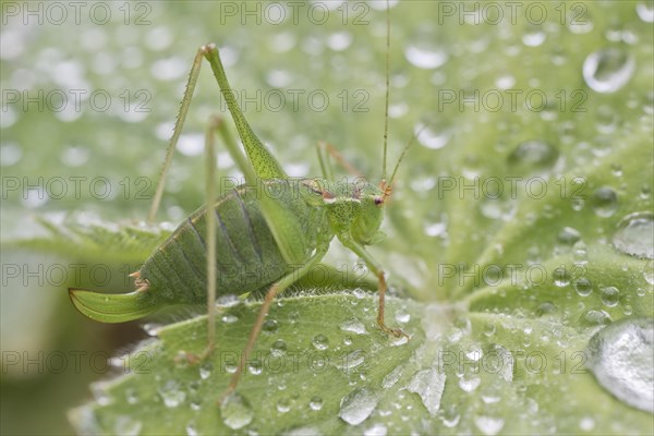 Speckled bush-cricket