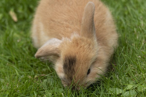 Dwarf rabbit