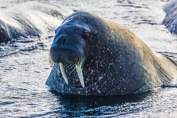 Close-up of a Walrus in the water