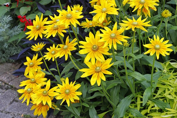 Rough coneflower variety Irish Eyes