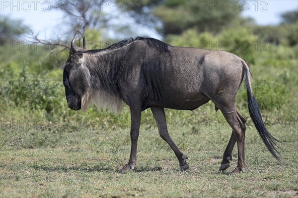 Wildebeest