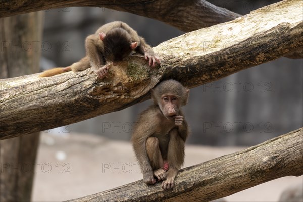 Hamadryas baboons