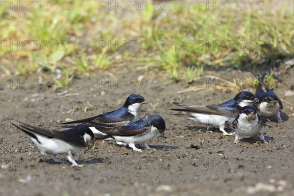 Common house martin