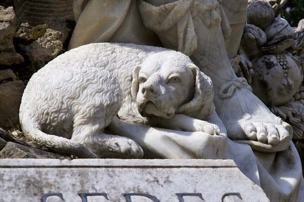 Marble dog