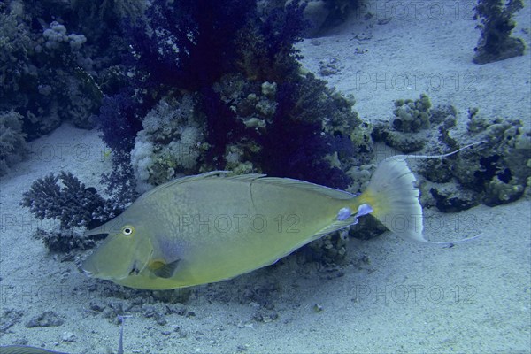 Bluespine unicornfish