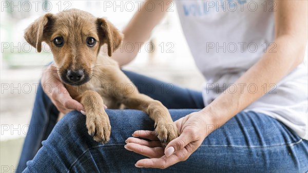 Cute rescue dog shelter being held by woman