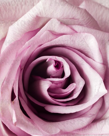 Pink rose