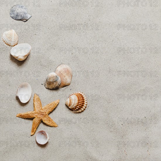 Starfish shells beach