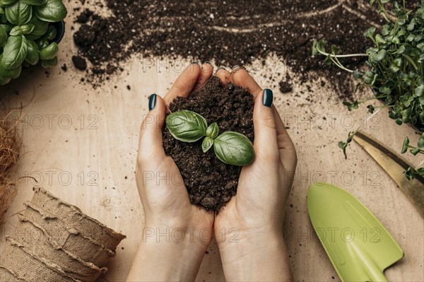 Top view female hands holding soil plant